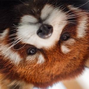 :redpandahuh: